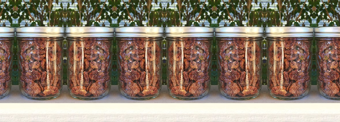 long row of jars of candied pecans in front of foliage
