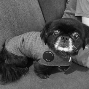little black pekingese in thundershirt looking scared